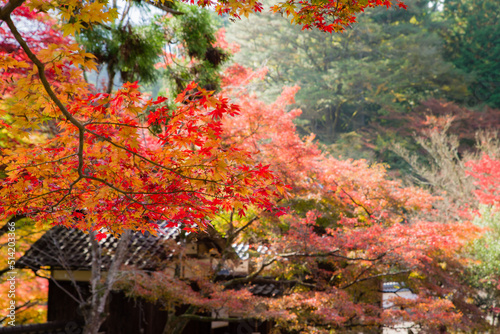 丹波篠山地方の紅葉