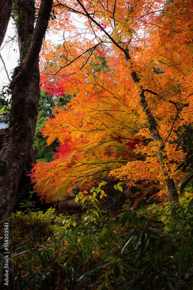 丹波篠山地方の紅葉