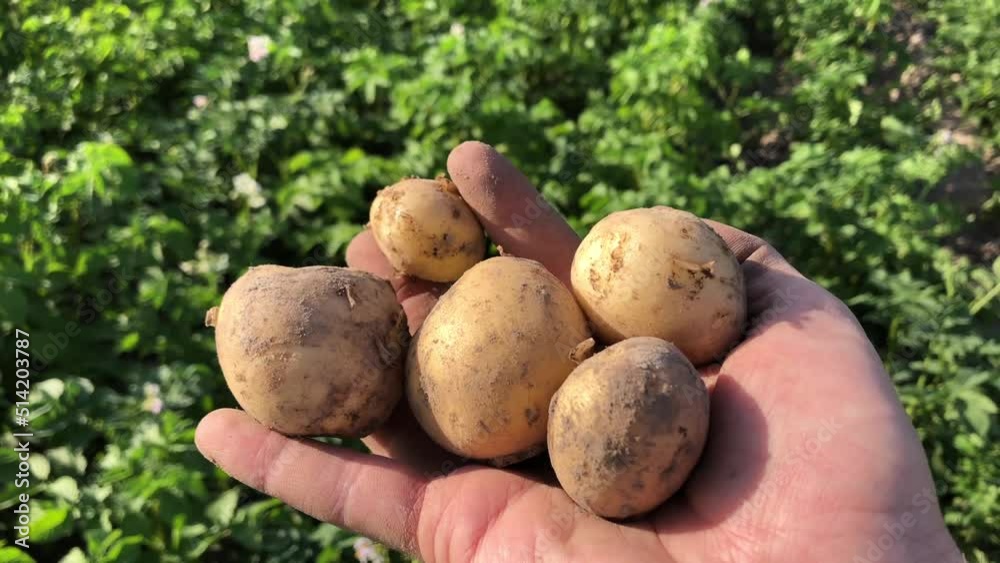 Harvest potatoes in a bucket. just harvested in the field young potatoes Harvest potatoes in a bucket. just harvested in the field young potatoes