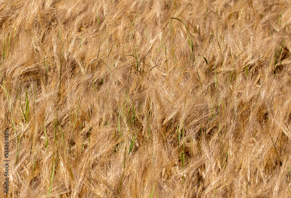 Fototapeta premium a close-up of ripe barley ears from a crop