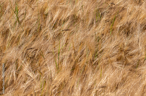 a close-up with yellowed barley ears