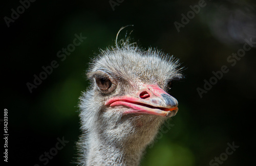 a close-up of an ostrich's head