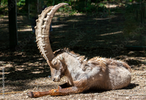 a close-up with an alpine goat (Capra ibex) © sebi_2569