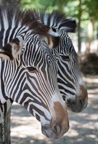 Portrait of two identical zebras with selective focus