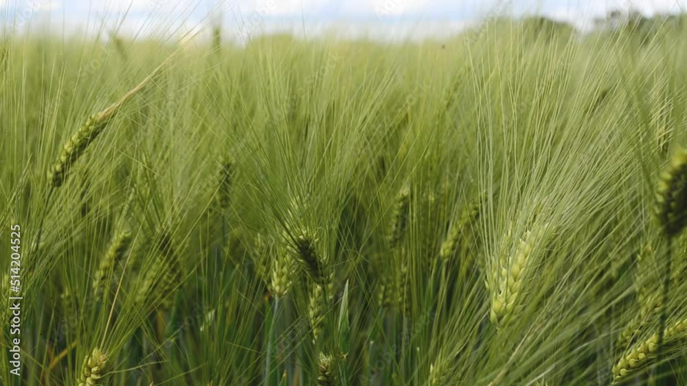 Close-up ears of early green wheat moving from wind, agriculture , growing wheat for bread producing, 4k footage Close-up ears of early green wheat moving from wind, agriculture , growing wheat for bread producing, 4k footage
