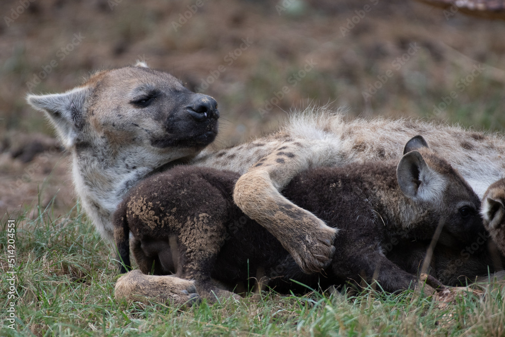 Female hyena caring for her cubs (Beekse Bergen) Female hyena caring for her cubs (Beekse Bergen)