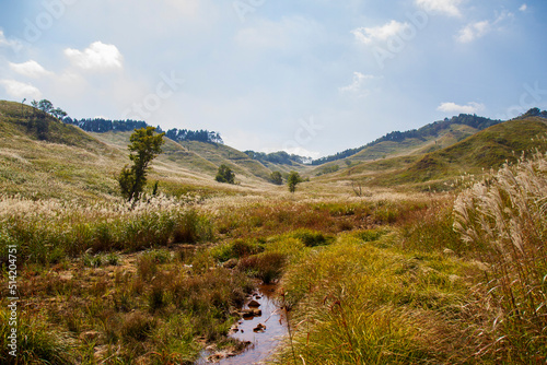 峰山高原のススキ