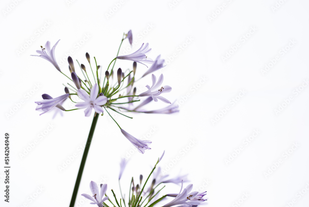 Naklejka premium 満開のアガパンサス