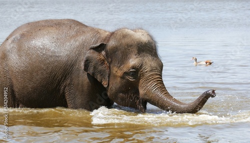 Éléphant évoluant dans l'eau de la rivière