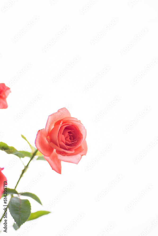 Fototapeta premium 満開のバラの花