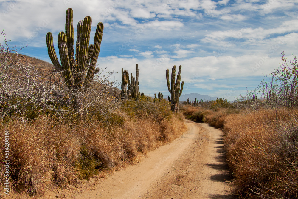 Rural sandy road in the Mexican desert, surrounded by giant cactus plants, (Large Elephant Cardon cactus) part of a large nature reserve area in the town of Todos Santos, Baja California Sur, Mexico.