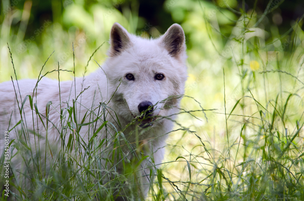 Obraz premium Arctic wolf isolated looking at me.