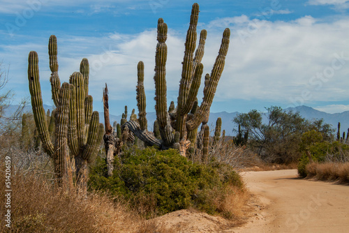 Rural sandy road in the Mexican desert, surrounded by giant cactus plants, (Large Elephant Cardon cactus) part of a large nature reserve area in the town of Todos Santos, Baja California Sur, Mexico.