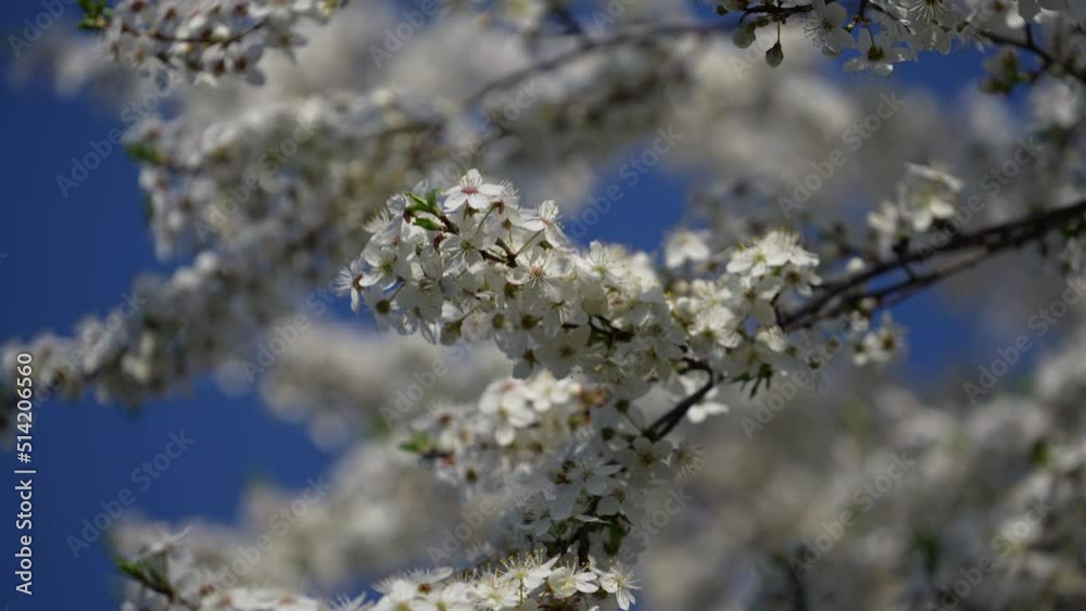 In spring, cherry plum tree blooms with white flowers. Flowering tree in orchard. Blossoming branch swaying in the wind on tree against a blue sky, close-up. In spring, cherry plum tree blooms with white flowers. Flowering tree in orchard. Blossoming branch swaying in the wind on tree against a blue sky, close-up.
