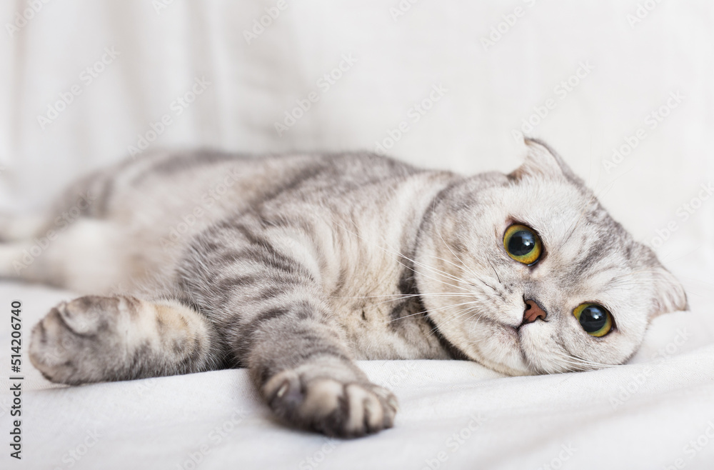 Relaxed gray cat lying on white bedsheet on bed