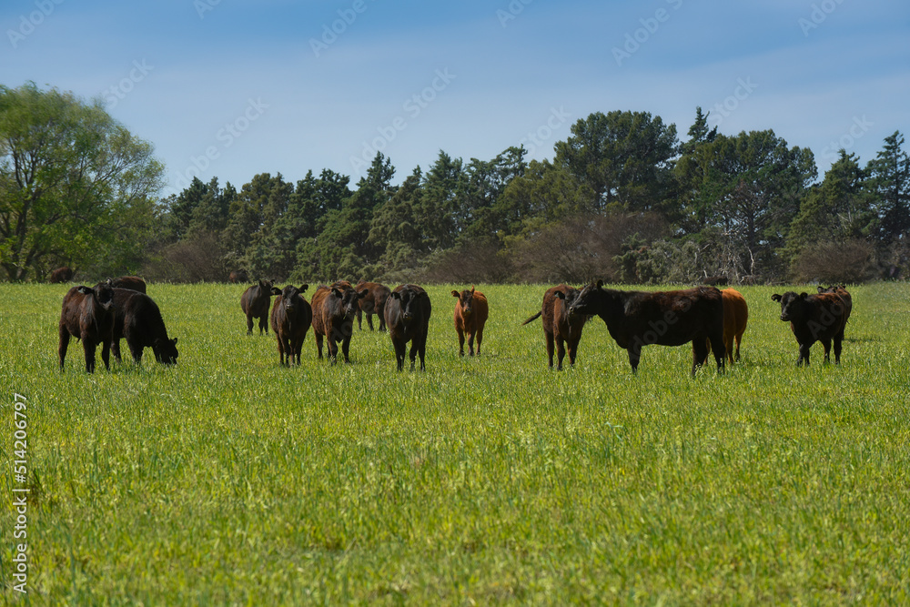 Cattle raising with natural pastures in Pampas countryside, La Pampa Province,Patagonia, Argentina. Cattle raising with natural pastures in Pampas countryside, La Pampa Province,Patagonia, Argentina.