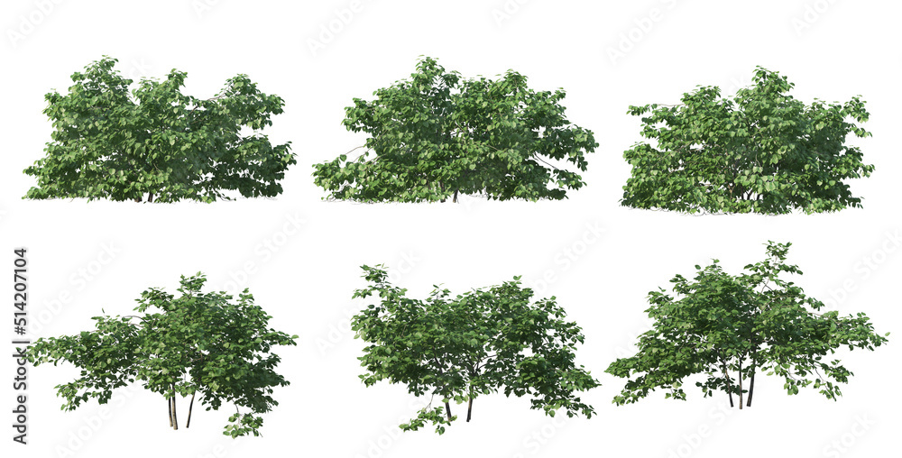 Fototapeta premium Bushes on a white background