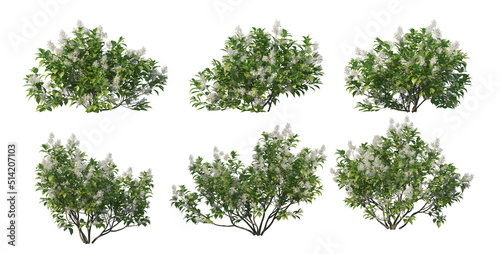  Bushes on a white background
