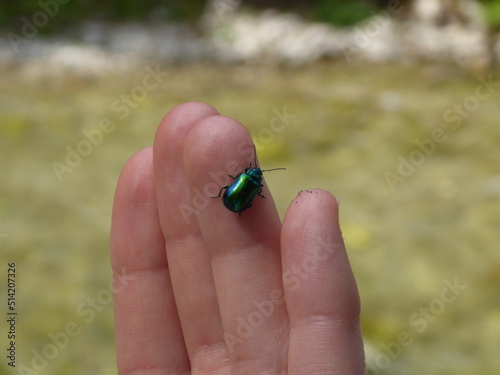 green beetle called Chrysolina fastuosa or Dlochrysa fastuosa or  Ovalaeugiger Blattkaefer photo