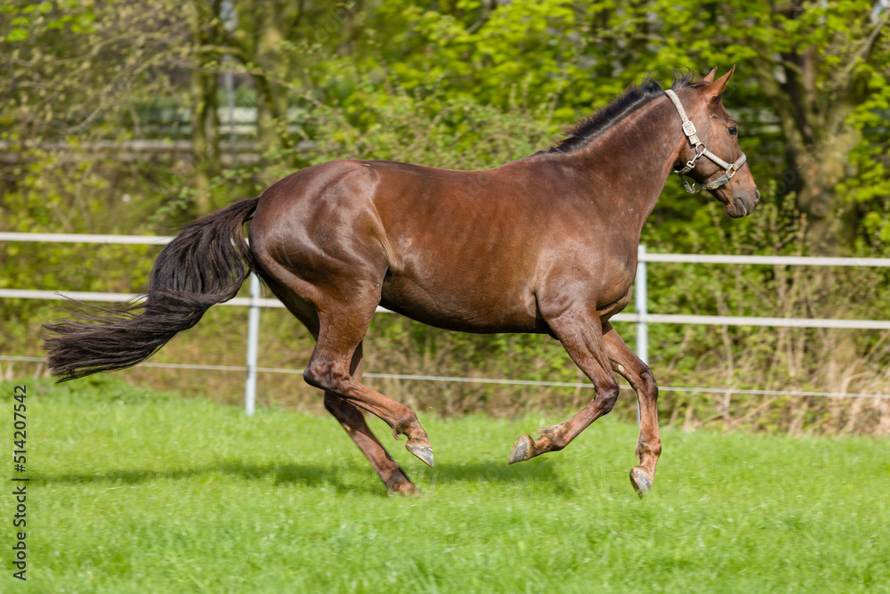 Running Horses on fresh green meadow at spring time Running Horses on fresh green meadow at spring time