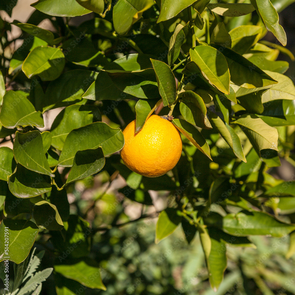 Close-up of a growing orange at tree