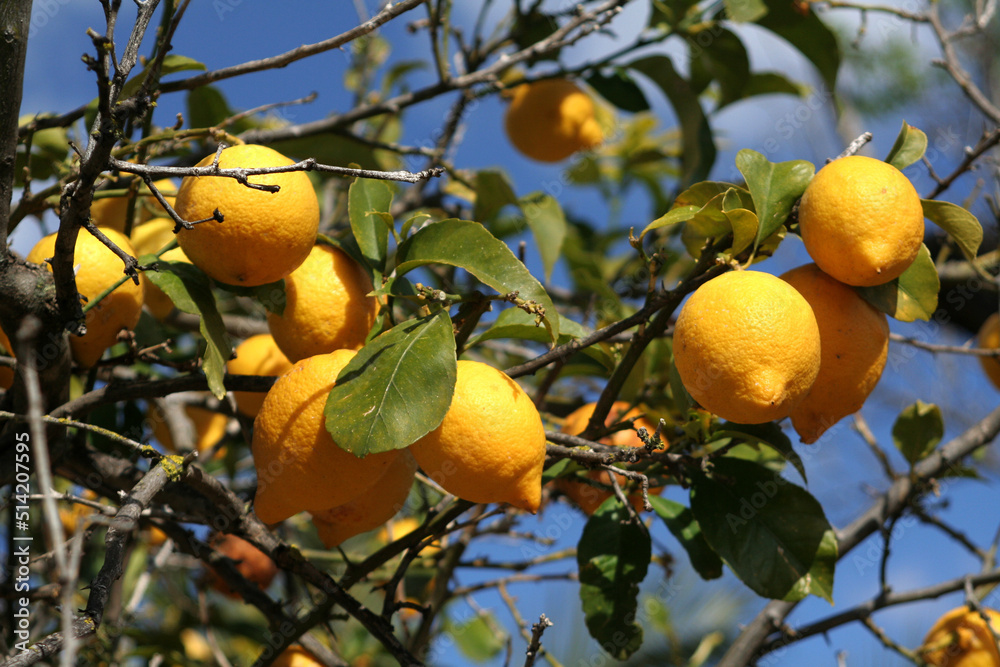 Close-up of growing lemons on an lemon tree in front of a blue sky Close-up of growing lemons on an lemon tree in front of a blue sky