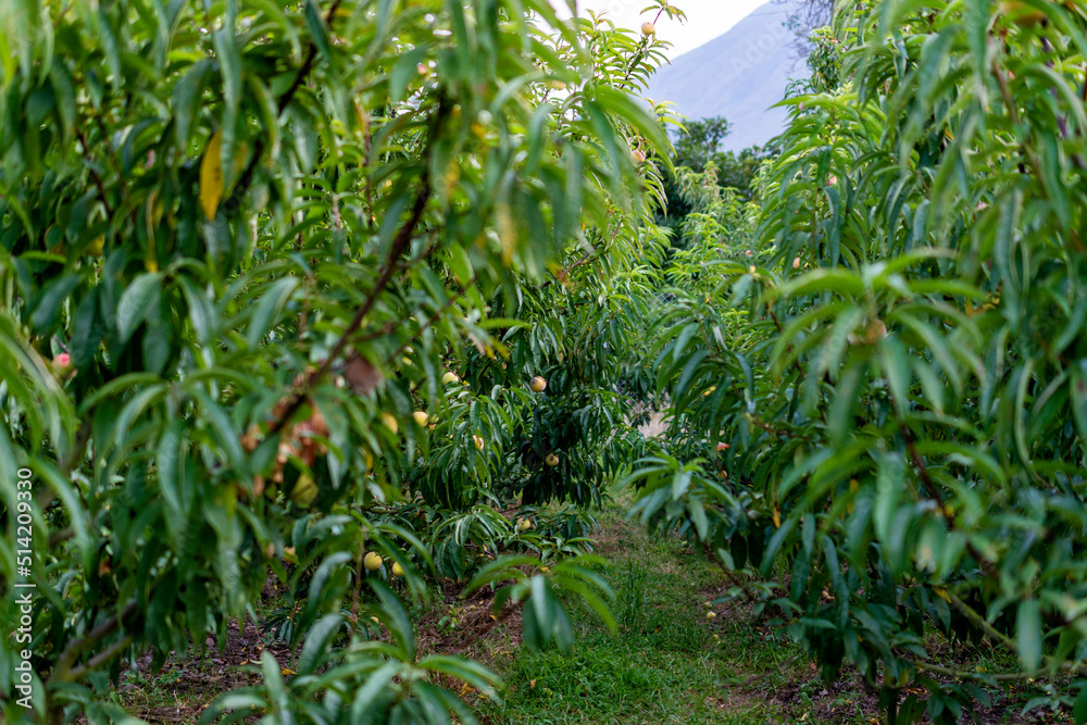 Naklejka premium Flowered peach tree, peach blossom, peach plantation