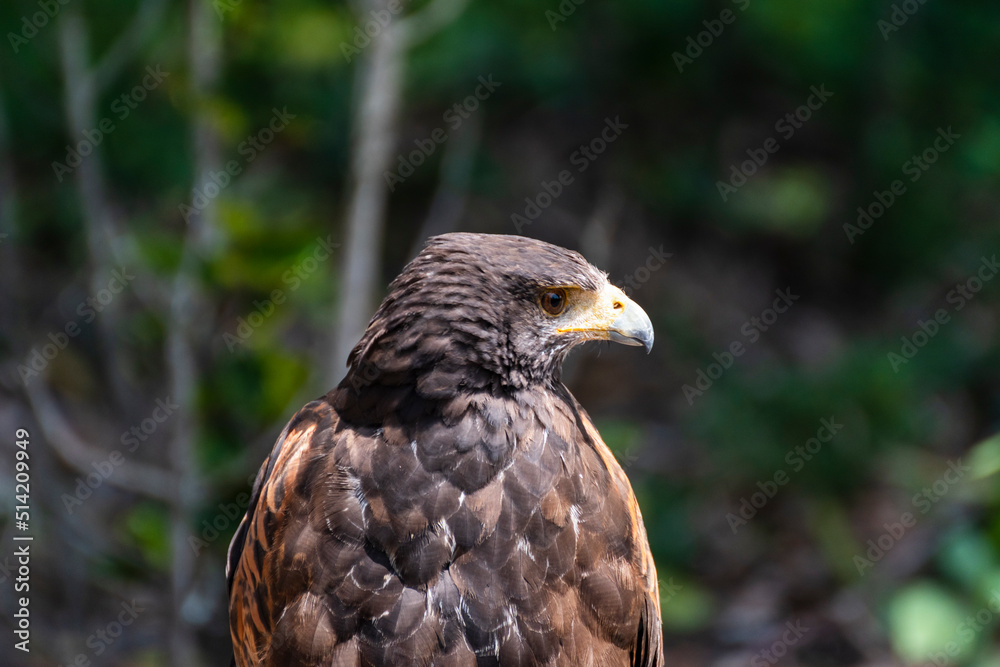 Buteo buteo, El busardo ratonero, ratonero común, busardo euroasiático, águila ratonera o aguililla Buteo buteo, El busardo ratonero, ratonero común, busardo euroasiático, águila ratonera o aguililla
