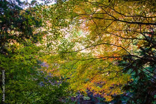 みたらい渓谷（奈良県吉野郡天川村）の紅葉