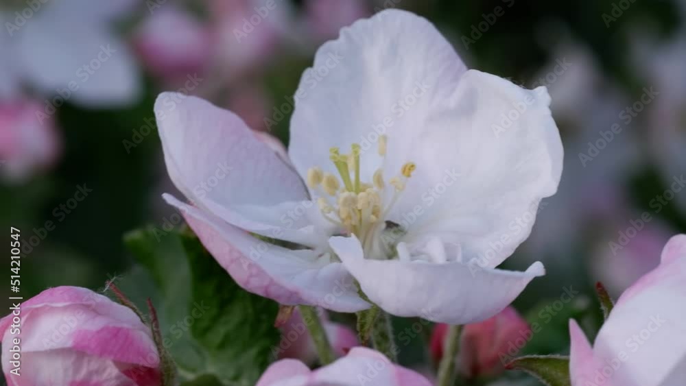 White-pink apple tree flowers, close-up. Spring flowering fruit tree in garden White-pink apple tree flowers, close-up. Spring flowering fruit tree in garden