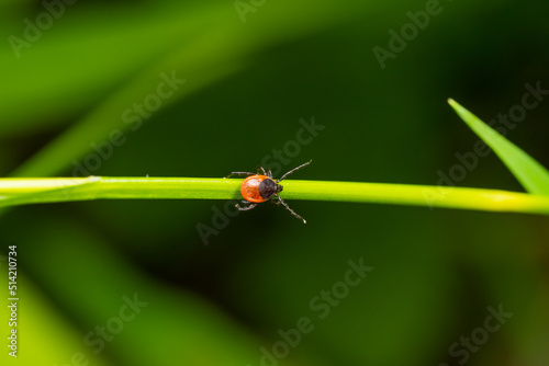 Macro of a Castor Bean Tick (Ixodes Ricinus) Crawling Over a Grass Straw in Nature.