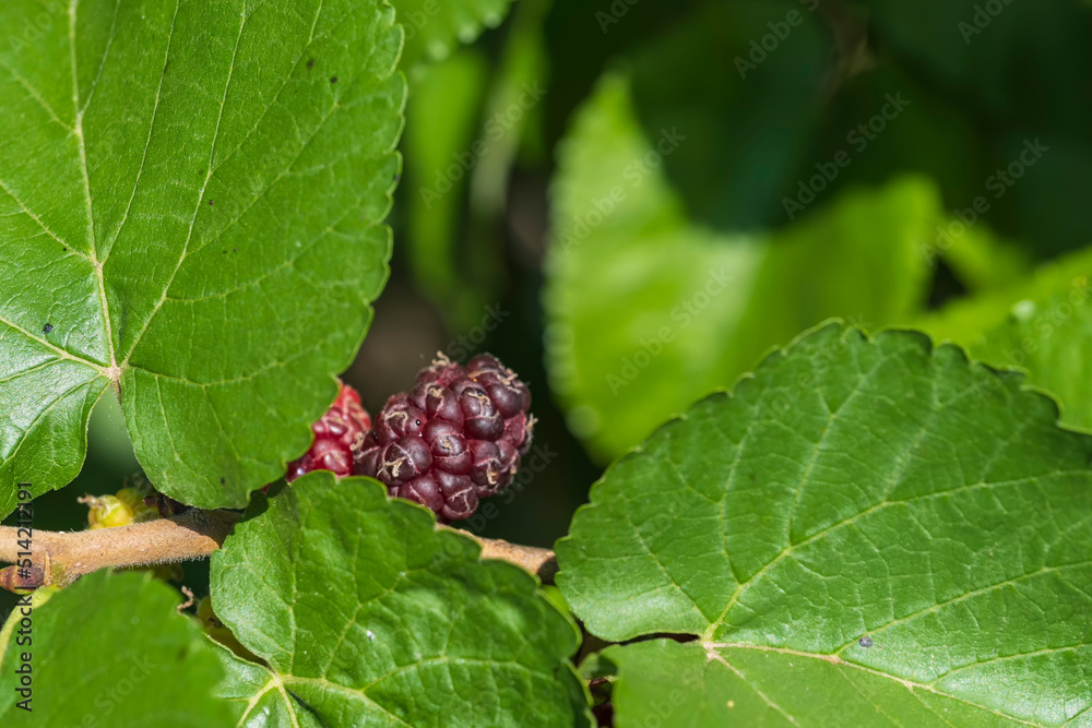 Close up of partly unripe raspberries hanging on the branch Close up of partly unripe raspberries hanging on the branch