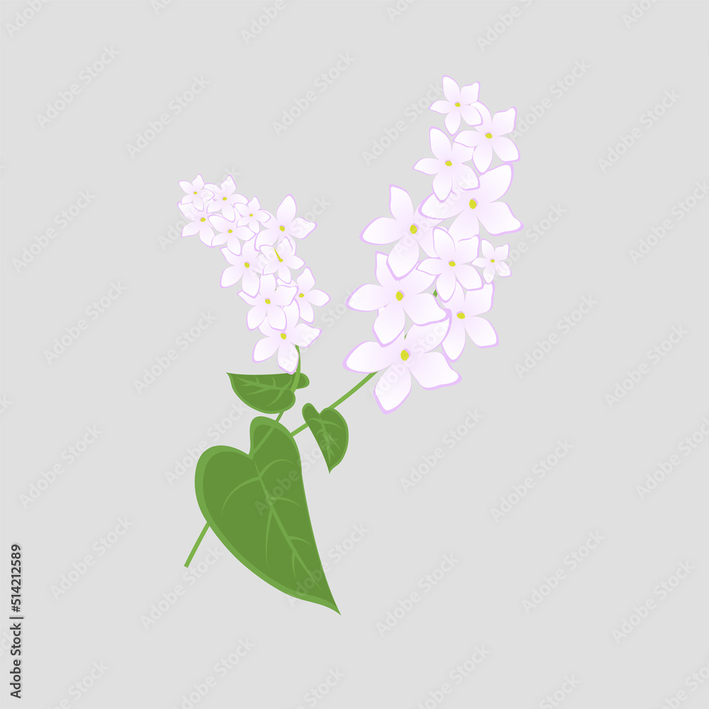 Buckwheat isolated on white background. Vector illustration of wild flower and herb in cartoon flat style. 