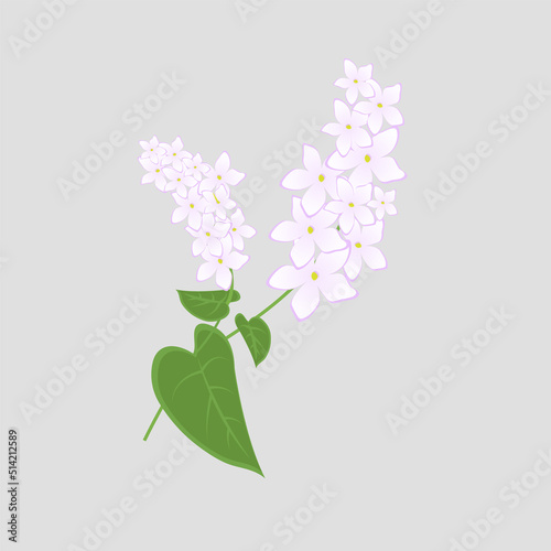 Buckwheat isolated on white background. Vector illustration of wild flower and herb in cartoon flat style. 