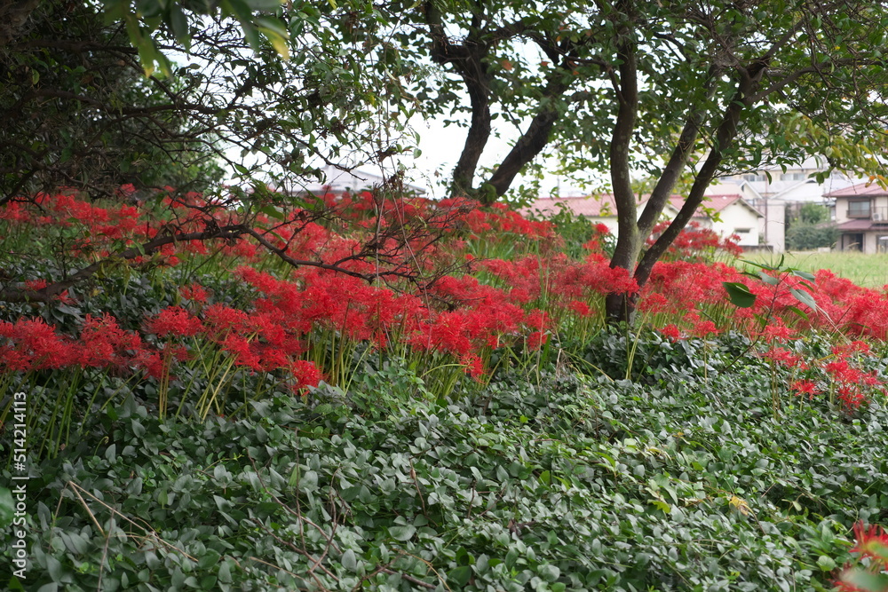 赤い彼岸花の群生
