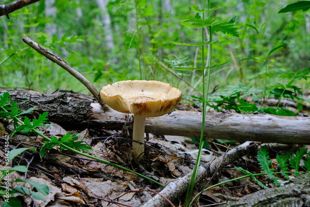 Mushroom in forest background green grass. Mushroom in forest background green grass.