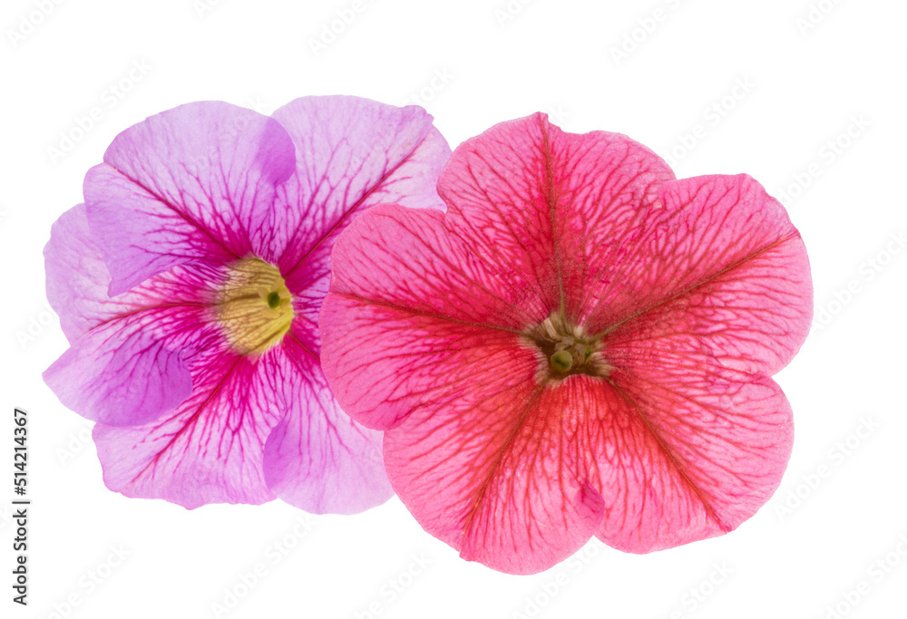 beautiful petunia flower isolated beautiful petunia flower isolated
