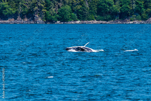 A young Humpback Whale backflips with a companion in Auke Bay on the outskirts of Juneau, Alaska in summertime