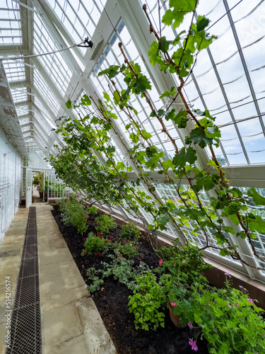 Fototapeta Gardening - Horticulture - Growing plants in a greenhouse.