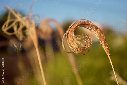 plants on golden hour