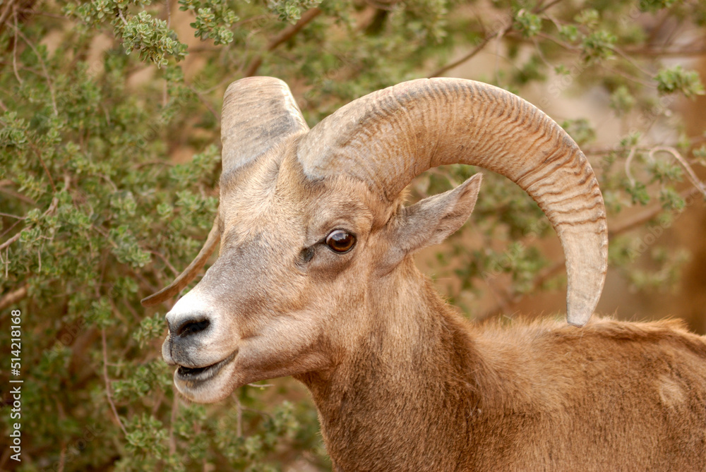 Borrego cimarrón ram México 