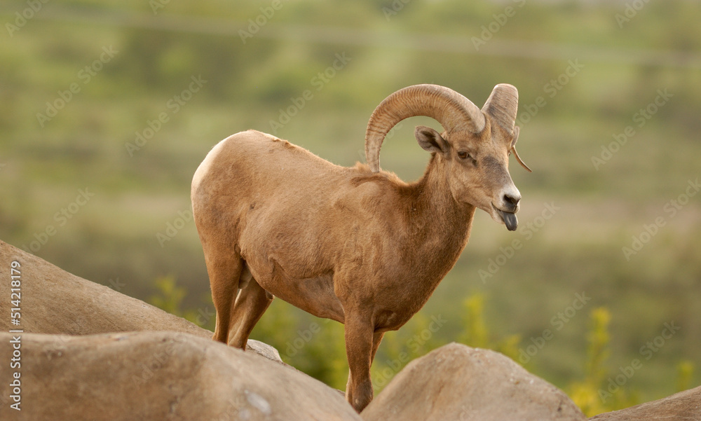 Borrego cimarrón ram México 