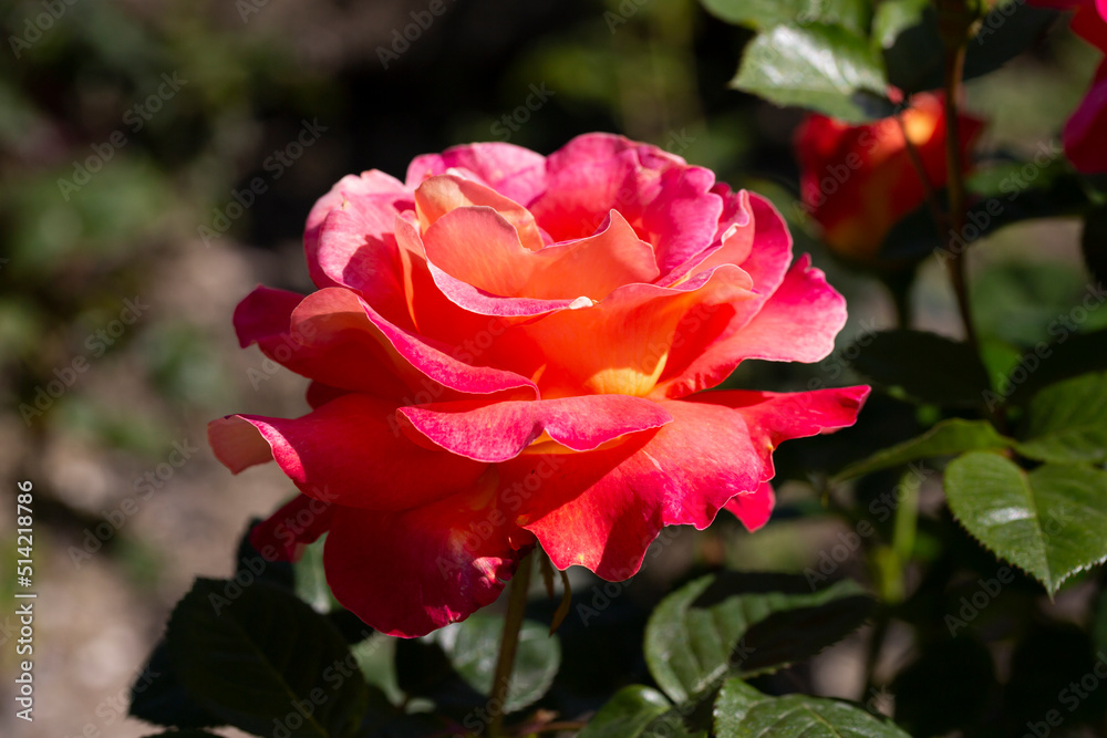 Floribunda Rose known by several common names, including Persian rose, and Austrian copper rose.