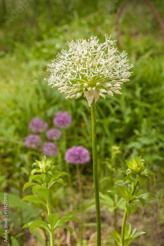 Blooming   alliums  Mont Blanc  and    Aflatunense   in the garden