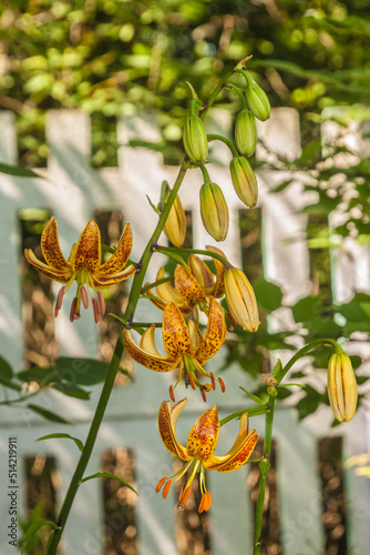 Blooming  Martagon or turk's cap lily, lilium martagon  'Peppard Gold' in garden photo