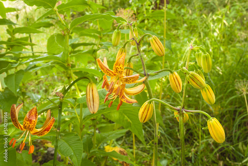 Blooming  Martagon or turk's cap lily, lilium martagon  'Peppard Gold' in garden photo