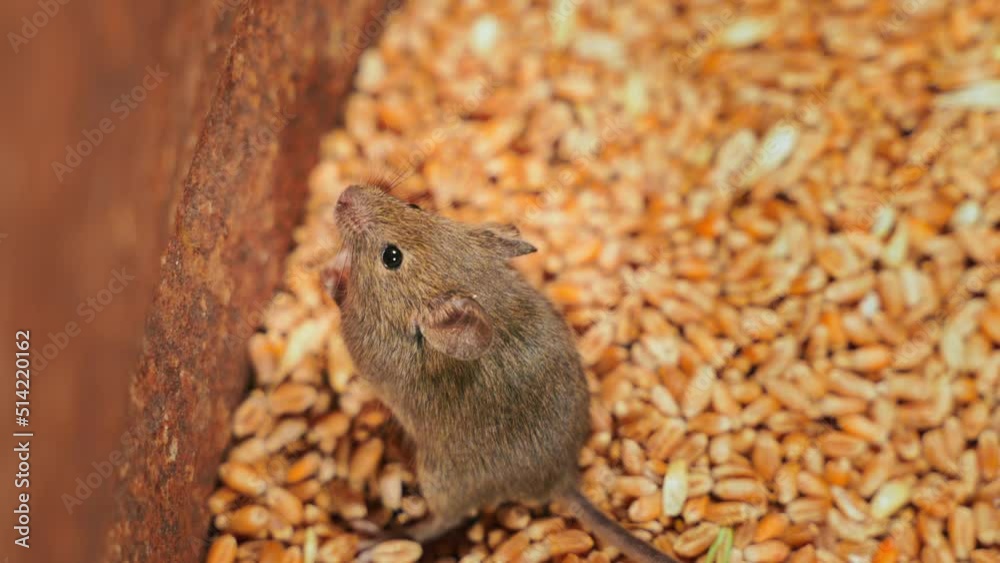 A mouse stands on its hind legs in a wheat storage close-up, top view A mouse stands on its hind legs in a wheat storage close-up, top view
