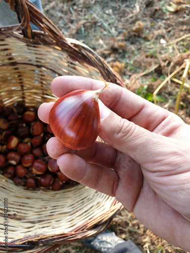 freshly picked chestnuts