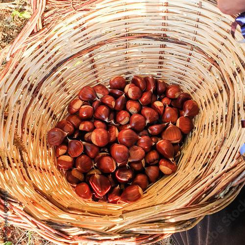 freshly picked chestnuts