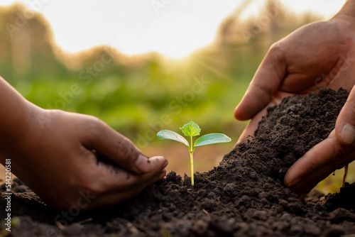 Fotografía Trees in the hands of humans help to plant trees in the soil